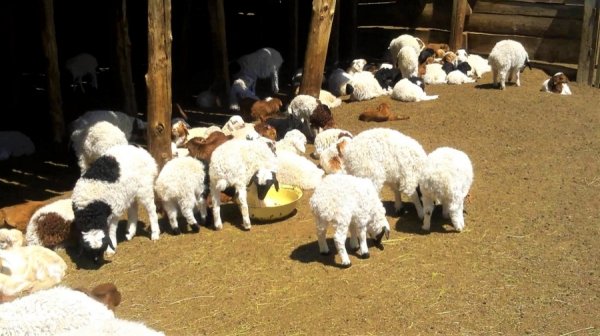 Улсын хэмжээнд 661.2 мянган мал бойжиж байна