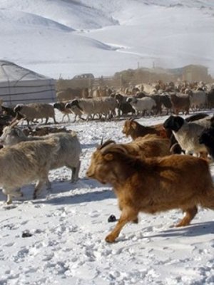 Хаваржилт хүндэрсэн газруудад өвс, тэжээл хямдралтай үнээр худалдана