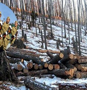 Цэргүүд “ХУЛГАЙГААР” мод бэлтгэж байгаад баригджээ