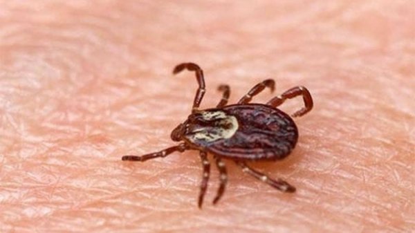 Өнөөдрийн байдлаар хачигт хазуулсан 55 сэжигтэй тохиолдол бүртгэгдээд байна