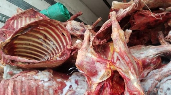 20 гаруй тонн үхрийн махны бүх бичиг баримтыг малын гавьяат эмч хуурамчаар бүрдүүлж өгчээ