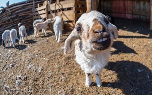 Мал төллөлт 35,7 хувьтай байна