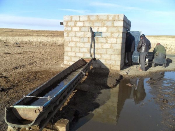 Эцэг, эхтэйгээ малаа услаж байсан таван настай хүү худагт унаж нас баржээ