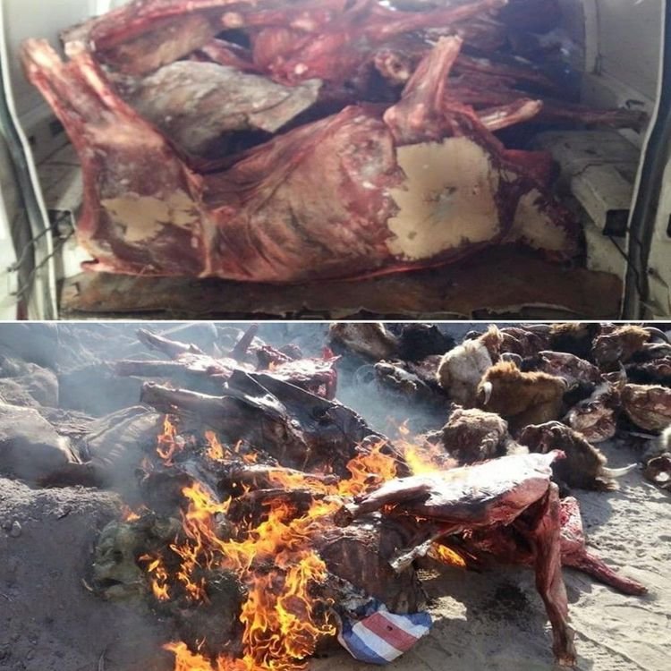 ТЕГ: Үхсэн малын махыг өнгө оруулж, таргалуулан үйлдвэрүүдэд нийлүүлж байна