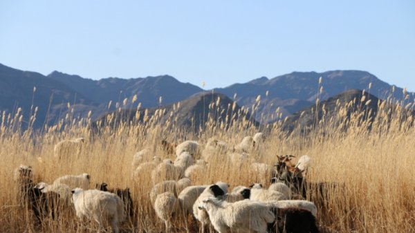 Махны үнэ тэнгэрт, арьс шир нь хогонд