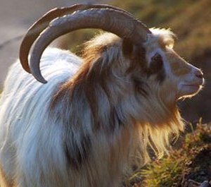 Ноолуурын үнэ 100-120 мянгад хэлбэлзэж байна