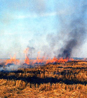 Дорнод аймагт хээрийн түймэр гарч 3.290 га талбай шатжээ