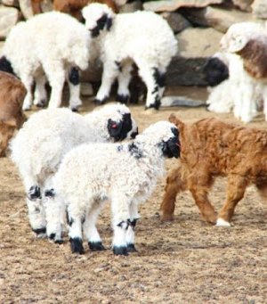 Аймгийн хэмжээнд 224 511 хээлтэгч мал төллөжээ