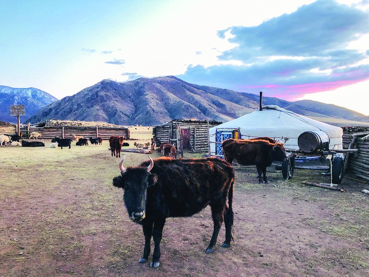 Хамар хатгах өвсгүй, хавсаргатай хахир хаварт малчид туйлдаж байна