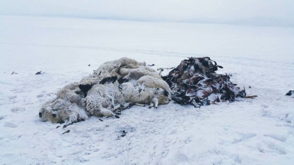 37000 гаруй малын сэг зэмийг устгажээ