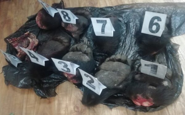 Хүрэн баавгайн эд эрхтэнг зарахын завдсан этгээдийг шалгаж байна