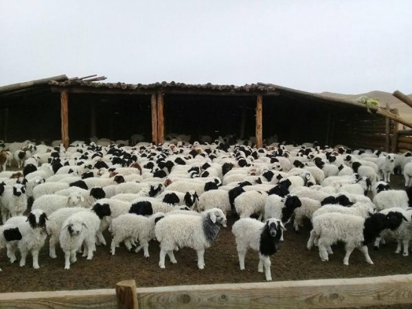 Мал төллөлт 71,8 хувьтай байна