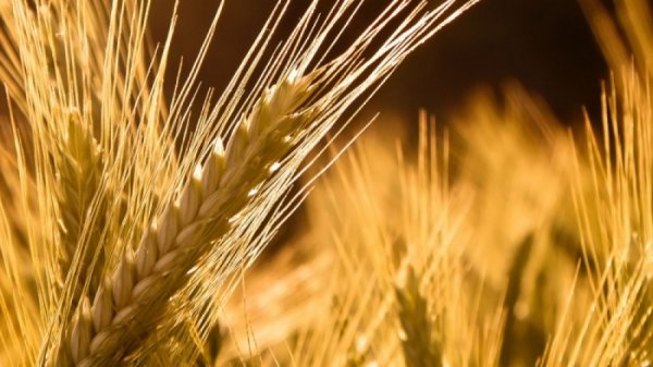 Улаан буудай, төмсний хэрэгцээг дотоодоос бүрэн хангана