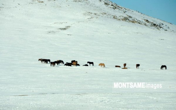 Амралтын өдрүүдэд ихэнх нутгаар хүйтэн байна