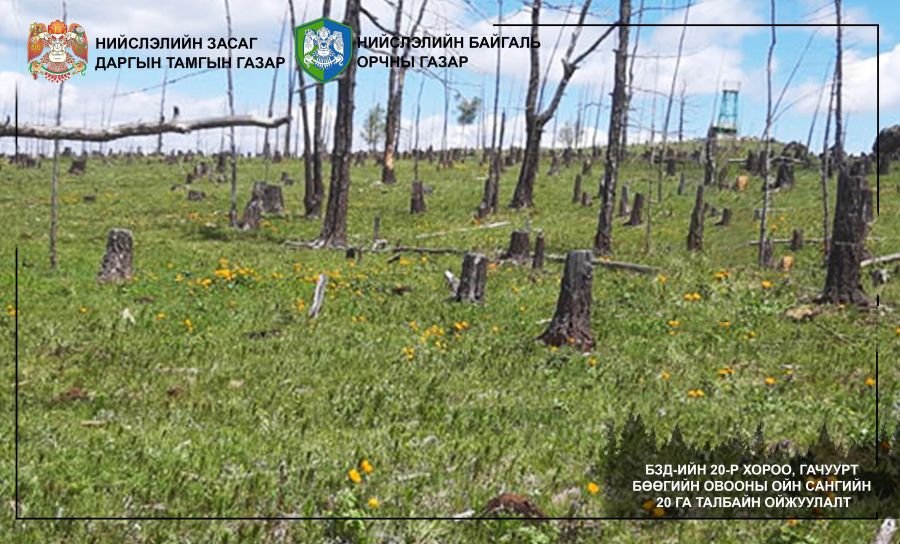 Нийслэлд 105 га талбайн ойг нөхөн сэргээжээ