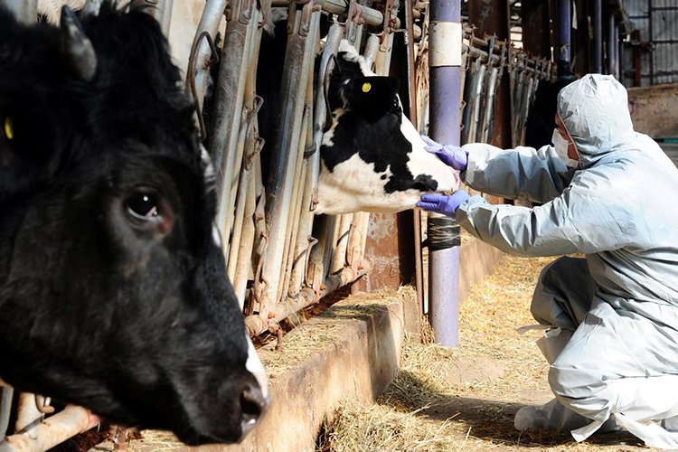 Малын шүлхий өвчний 11 голомт үүсчээ