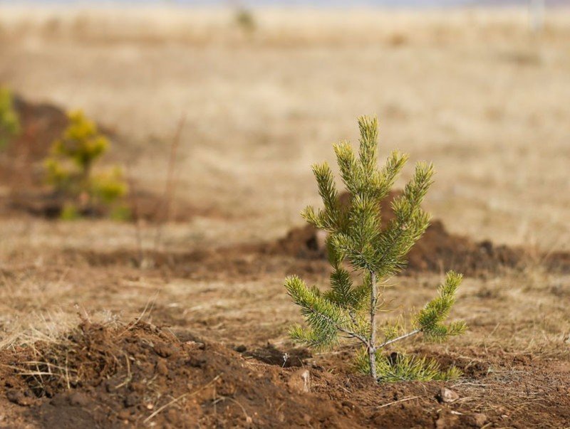 “Тэрбум мод” үндэсний хөдөлгөөнд 320 орчим байгууллага, аж ахуйн нэгж нэгджээ