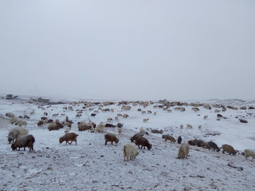 Мал хариулж яваад сураггүй болсон иргэнийг эсэн мэнд олжээ