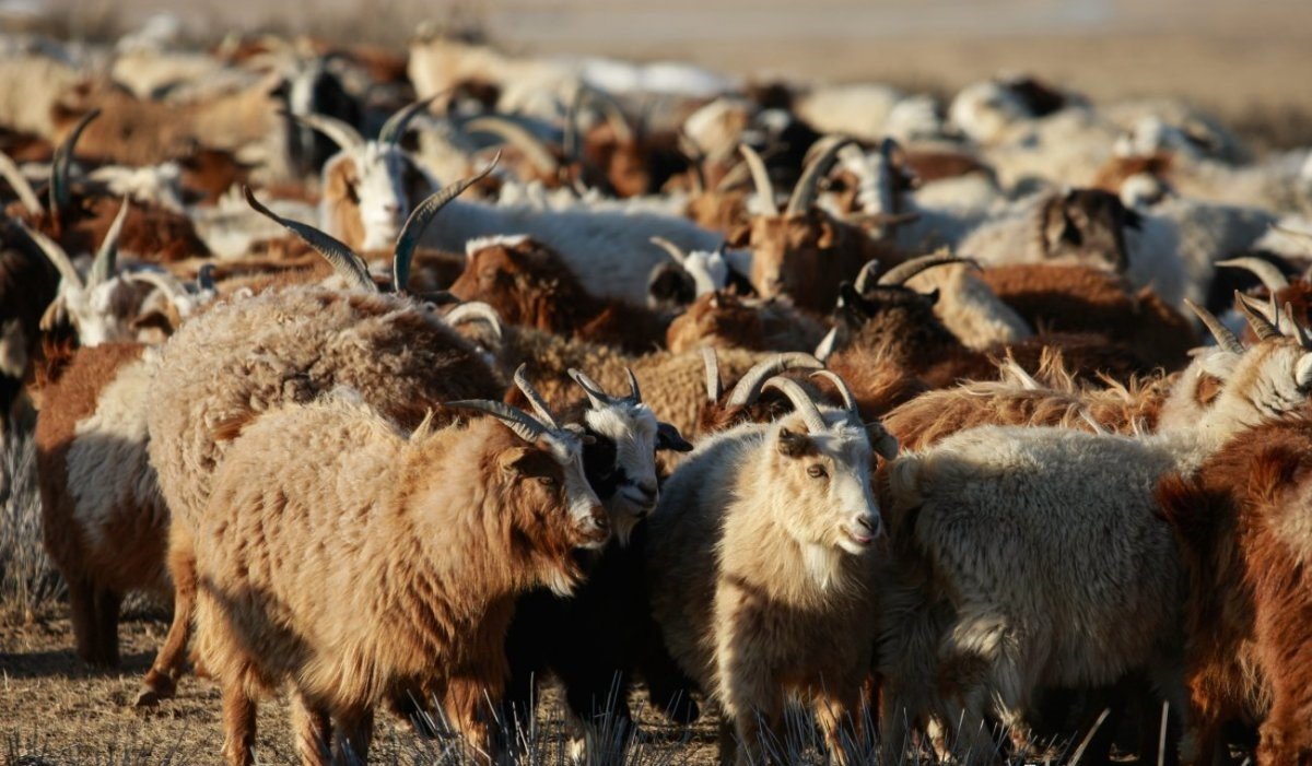 Малын эрүүл мэндийг хяналтдаа авах нь нийтийн аюулгүй байдлыг хамгаалж буй хэрэг