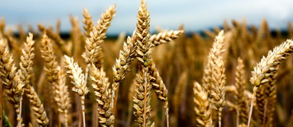 ХХААХҮЯ: 50.8 мянган тонн улаан буудайг худалдан авч, нөөц бүрдүүлэх ажлууд хийгдэж байна