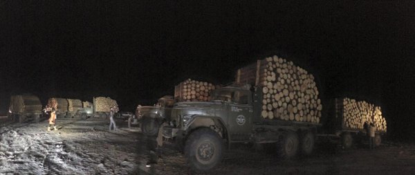 БОАЖ-ийн сайд Д.Оюунхорол модны хулгайчдад мод бэлтгэхийг үүрэгджээ