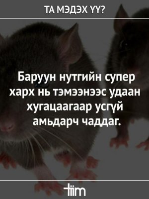 СОНИН ХАЧИН ТАНИН МЭДЭХҮЙН ЖИРГЭЭНҮҮД